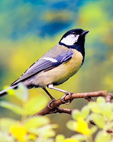 Conservation, Bird, and Arbor Day – March 7