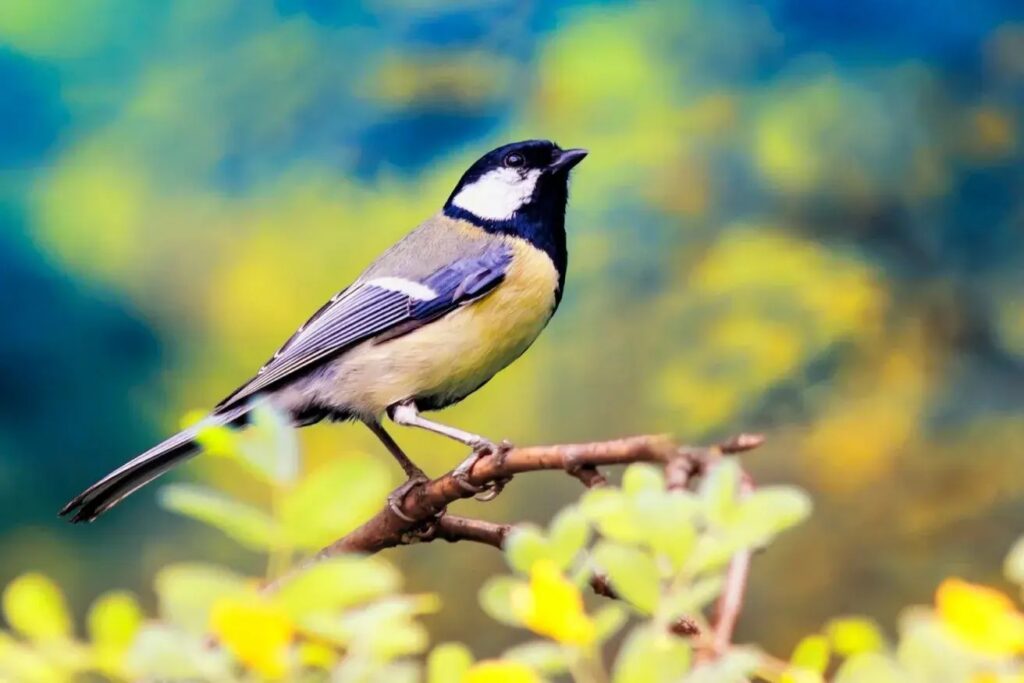 Beautiful California bird to celebrate Bird and Arbor Day