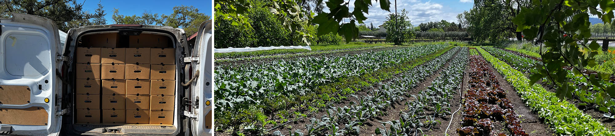 Van full of fresh food donations next to a beautiful vegetable garden growing at Long Meadow Ranch