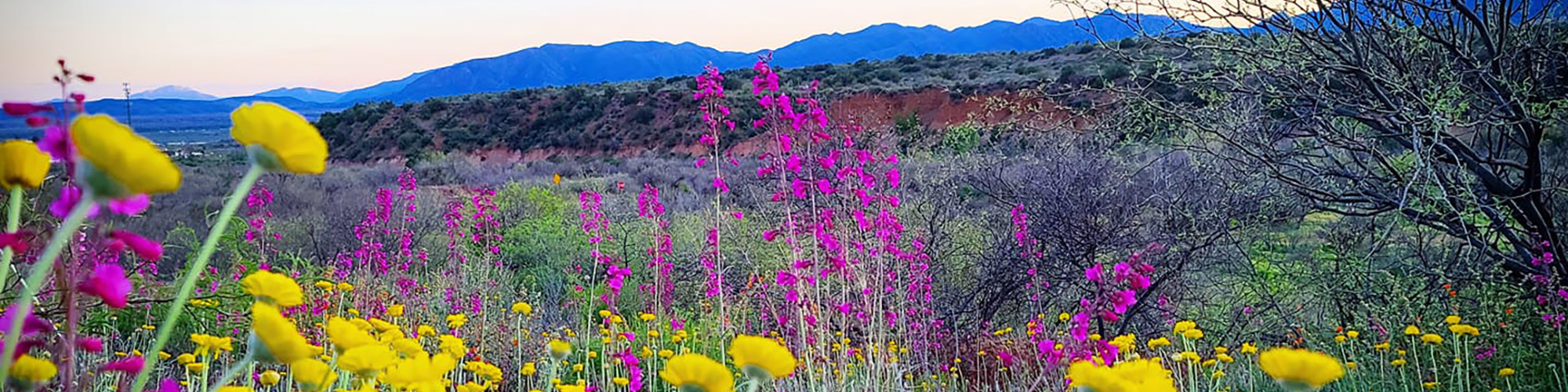 graphic_header_R9departments Yellow and purple flowers in front of mountain range