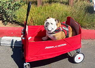 Cute bulldog in a red wagon