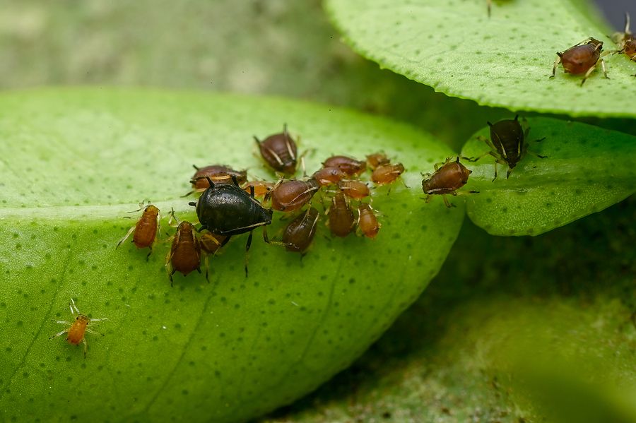 Many Aphids Under Citrus Plant Leaf . Aphids Are Sucking Pest Wh pest management