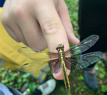 Student holding a dragonfly over a garden