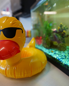 Yellow rubber duck next to aquarium in a classroom