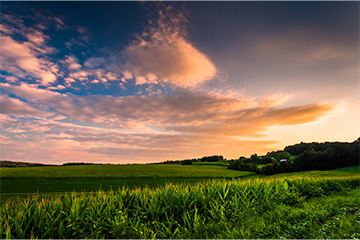 Green field at sunset
