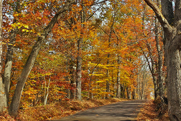 Fall path