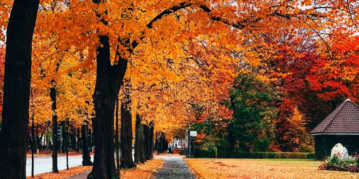 Beautiful trees with golden, orange, and red leaves along a sidewalk and street