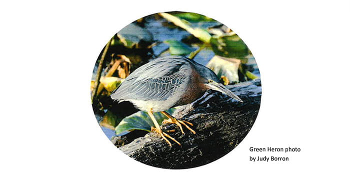 Green Heron photo by Judy Borron