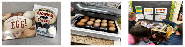 Student's chicken project