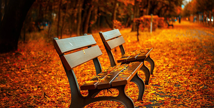 Wooden benches among beautiful fall leaves