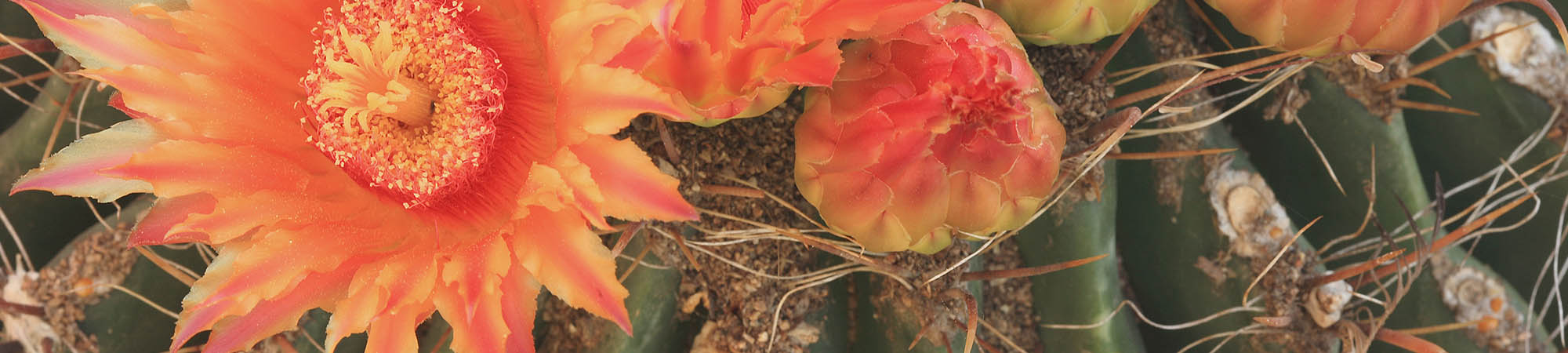Beautiful cactus blooms