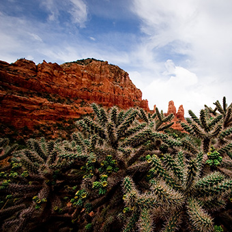 Red Rock mountains and cactus