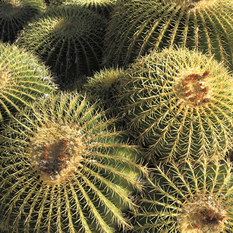 Closeup of cactus