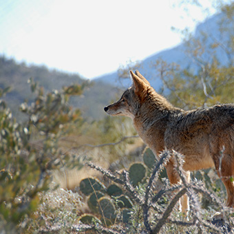 Coyote looking over the valley