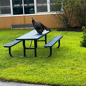 Live turkey on a picnic table