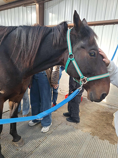 Horse