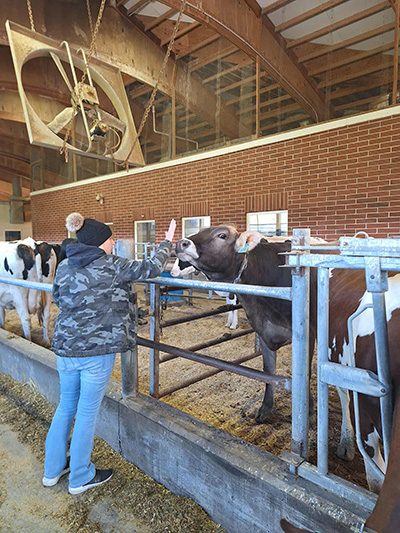 Student reaching out to a cow