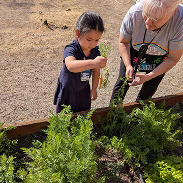 Student with a teacher pulling out carrots from the garden