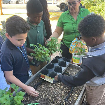 Students planting herbs outside