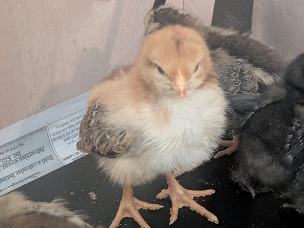 Fluffy yellow, white, and gray baby chick