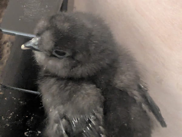 Fluffy gray baby chick