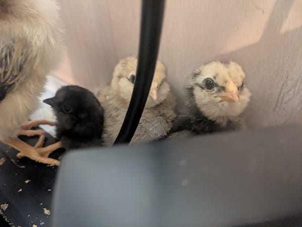 Three fluffy baby chicks