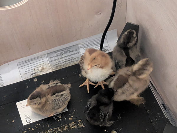 Five fluffy baby chicks