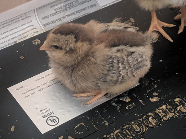 Fluffy brownish baby chick